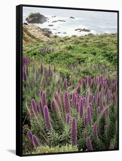 California, Big Sur Coastline, Wildflowers Along the Coast-Christopher Talbot Frank-Framed Stretched Canvas