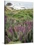 California, Big Sur Coastline, Wildflowers Along the Coast-Christopher Talbot Frank-Stretched Canvas