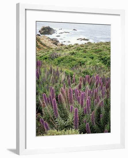 California, Big Sur Coastline, Wildflowers Along the Coast-Christopher Talbot Frank-Framed Photographic Print