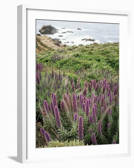 California, Big Sur Coastline, Wildflowers Along the Coast-Christopher Talbot Frank-Framed Photographic Print