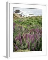 California, Big Sur Coastline, Wildflowers Along the Coast-Christopher Talbot Frank-Framed Photographic Print