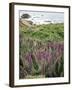 California, Big Sur Coastline, Wildflowers Along the Coast-Christopher Talbot Frank-Framed Photographic Print