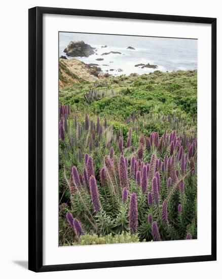 California, Big Sur Coastline, Wildflowers Along the Coast-Christopher Talbot Frank-Framed Photographic Print