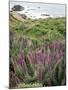 California, Big Sur Coastline, Wildflowers Along the Coast-Christopher Talbot Frank-Mounted Photographic Print