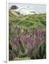 California, Big Sur Coastline, Wildflowers Along the Coast-Christopher Talbot Frank-Framed Photographic Print