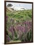 California, Big Sur Coastline, Wildflowers Along the Coast-Christopher Talbot Frank-Framed Photographic Print