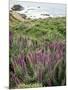 California, Big Sur Coastline, Wildflowers Along the Coast-Christopher Talbot Frank-Mounted Photographic Print
