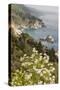 California, Big Sur, View of Pacific Ocean Coastline with Cow Parsley-Alison Jones-Stretched Canvas