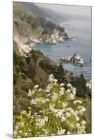 California, Big Sur, View of Pacific Ocean Coastline with Cow Parsley-Alison Jones-Mounted Premium Photographic Print