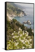 California, Big Sur, View of Pacific Ocean Coastline with Cow Parsley-Alison Jones-Framed Stretched Canvas