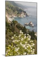 California, Big Sur, View of Pacific Ocean Coastline with Cow Parsley-Alison Jones-Mounted Photographic Print