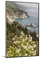 California, Big Sur, View of Pacific Ocean Coastline with Cow Parsley-Alison Jones-Mounted Photographic Print