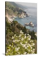 California, Big Sur, View of Pacific Ocean Coastline with Cow Parsley-Alison Jones-Stretched Canvas