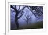 California Black Oaks, Evening, Mt Diablo State Park, California, USA-Charles Gurche-Framed Photographic Print