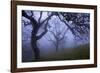 California Black Oaks, Evening, Mt Diablo State Park, California, USA-Charles Gurche-Framed Photographic Print