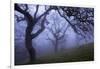 California Black Oaks, Evening, Mt Diablo State Park, California, USA-Charles Gurche-Framed Photographic Print