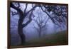 California Black Oaks, Evening, Mt Diablo State Park, California, USA-Charles Gurche-Framed Photographic Print