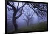 California Black Oaks, Evening, Mt Diablo State Park, California, USA-Charles Gurche-Framed Photographic Print