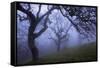 California Black Oaks, Evening, Mt Diablo State Park, California, USA-Charles Gurche-Framed Stretched Canvas