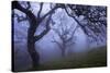 California Black Oaks, Evening, Mt Diablo State Park, California, USA-Charles Gurche-Stretched Canvas