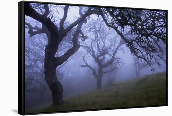 California Black Oaks, Evening, Mt Diablo State Park, California, USA-Charles Gurche-Framed Stretched Canvas