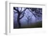 California Black Oaks, Evening, Mt Diablo State Park, California, USA-Charles Gurche-Framed Photographic Print