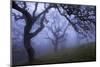 California Black Oaks, Evening, Mt Diablo State Park, California, USA-Charles Gurche-Mounted Photographic Print