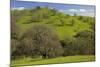 California Black Oaks, Mt Diablo State Park, California, USA-Charles Gurche-Mounted Photographic Print