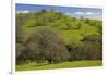 California Black Oaks, Mt Diablo State Park, California, USA-Charles Gurche-Framed Photographic Print