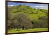 California Black Oaks, Mt Diablo State Park, California, USA-Charles Gurche-Framed Photographic Print