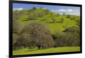 California Black Oaks, Mt Diablo State Park, California, USA-Charles Gurche-Framed Photographic Print