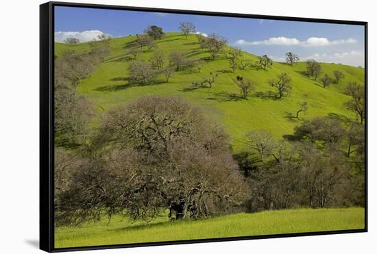 California Black Oaks, Mt Diablo State Park, California, USA-Charles Gurche-Framed Stretched Canvas