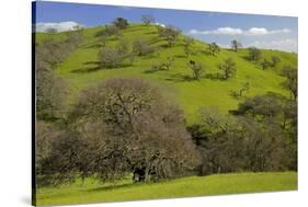 California Black Oaks, Mt Diablo State Park, California, USA-Charles Gurche-Stretched Canvas