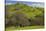 California Black Oaks, Mt Diablo State Park, California, USA-Charles Gurche-Stretched Canvas