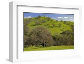 California Black Oaks, Mt Diablo State Park, California, USA-Charles Gurche-Framed Photographic Print