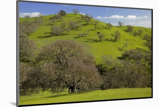 California Black Oaks, Mt Diablo State Park, California, USA-Charles Gurche-Mounted Photographic Print