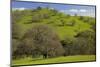 California Black Oaks, Mt Diablo State Park, California, USA-Charles Gurche-Mounted Photographic Print