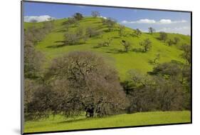 California Black Oaks, Mt Diablo State Park, California, USA-Charles Gurche-Mounted Photographic Print