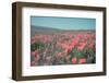 California Blooms I-Elizabeth Urquhart-Framed Photographic Print