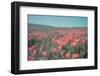 California Blooms I-Elizabeth Urquhart-Framed Photographic Print