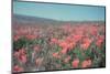 California Blooms I-Elizabeth Urquhart-Mounted Photographic Print