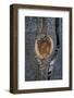 California, Bodie State Park. Weathered Tree Knot-Jaynes Gallery-Framed Photographic Print