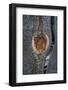 California, Bodie State Park. Weathered Tree Knot-Jaynes Gallery-Framed Photographic Print