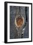 California, Bodie State Park. Weathered Tree Knot-Jaynes Gallery-Framed Photographic Print