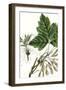 California Box Elder-Thomas Nuttall-Framed Art Print