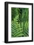 California. Bracken Fern, Redwood State and National Park-Judith Zimmerman-Framed Photographic Print