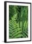 California. Bracken Fern, Redwood State and National Park-Judith Zimmerman-Framed Photographic Print