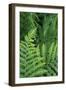 California. Bracken Fern, Redwood State and National Park-Judith Zimmerman-Framed Photographic Print