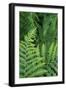 California. Bracken Fern, Redwood State and National Park-Judith Zimmerman-Framed Photographic Print