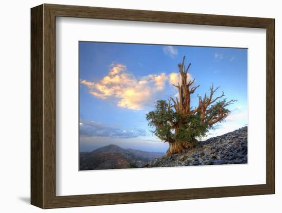 California. Bristlecone Pine Tree in White Mountains-Jaynes Gallery-Framed Photographic Print